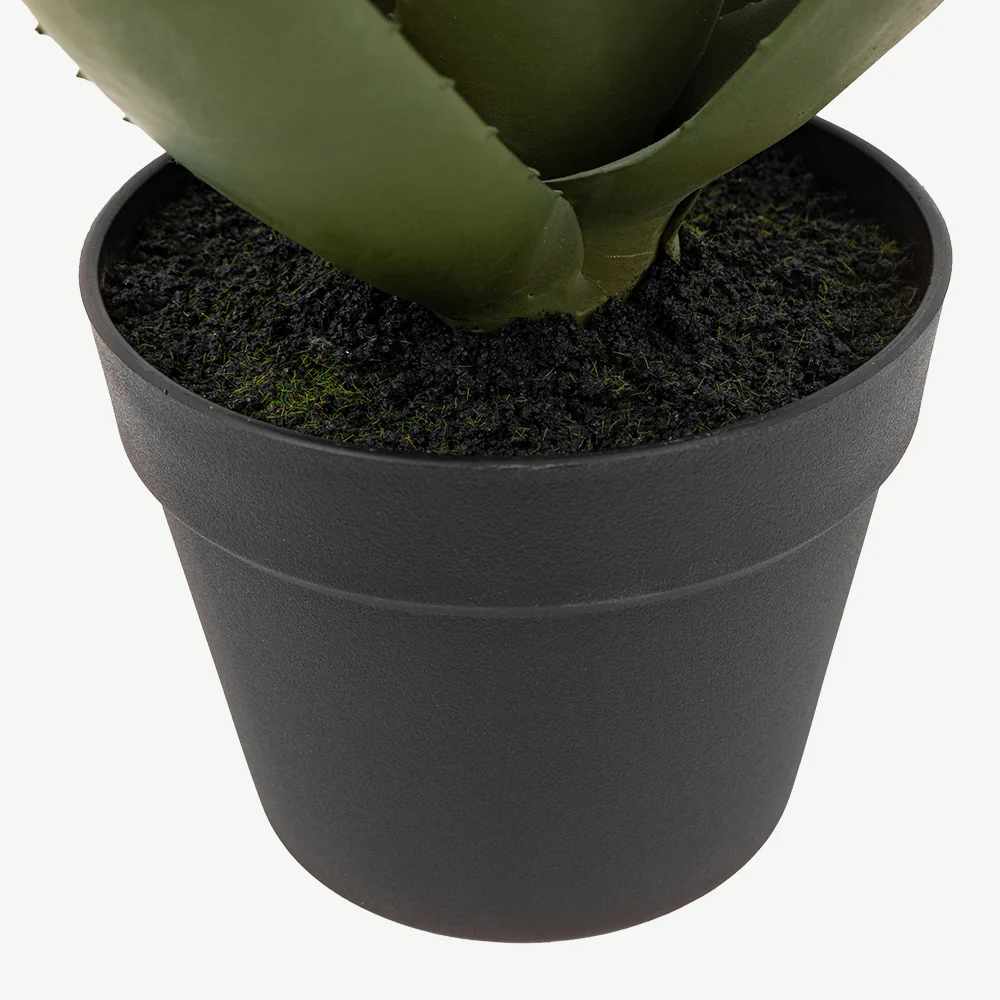 Aloe Potted Plant with White Flower - Image 2