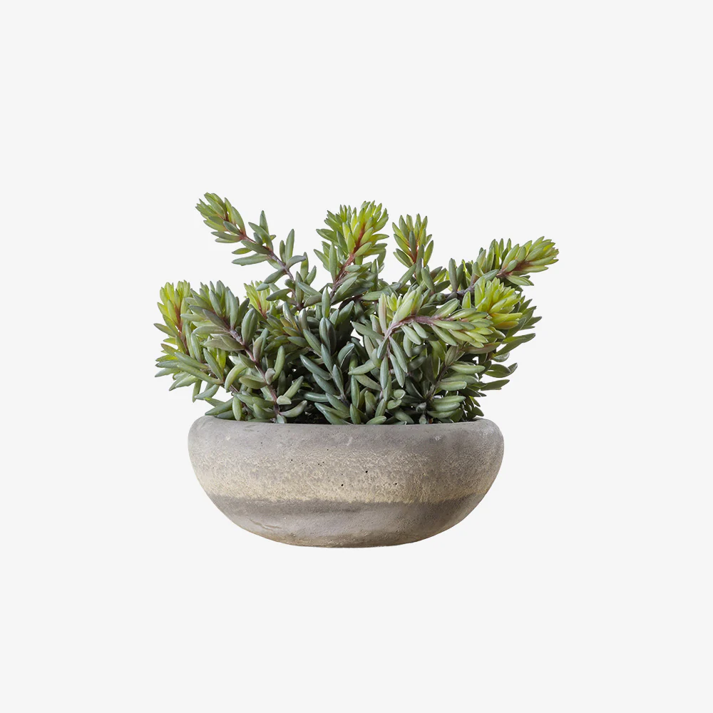 Artificial Green Sedum in Ceramic Pot