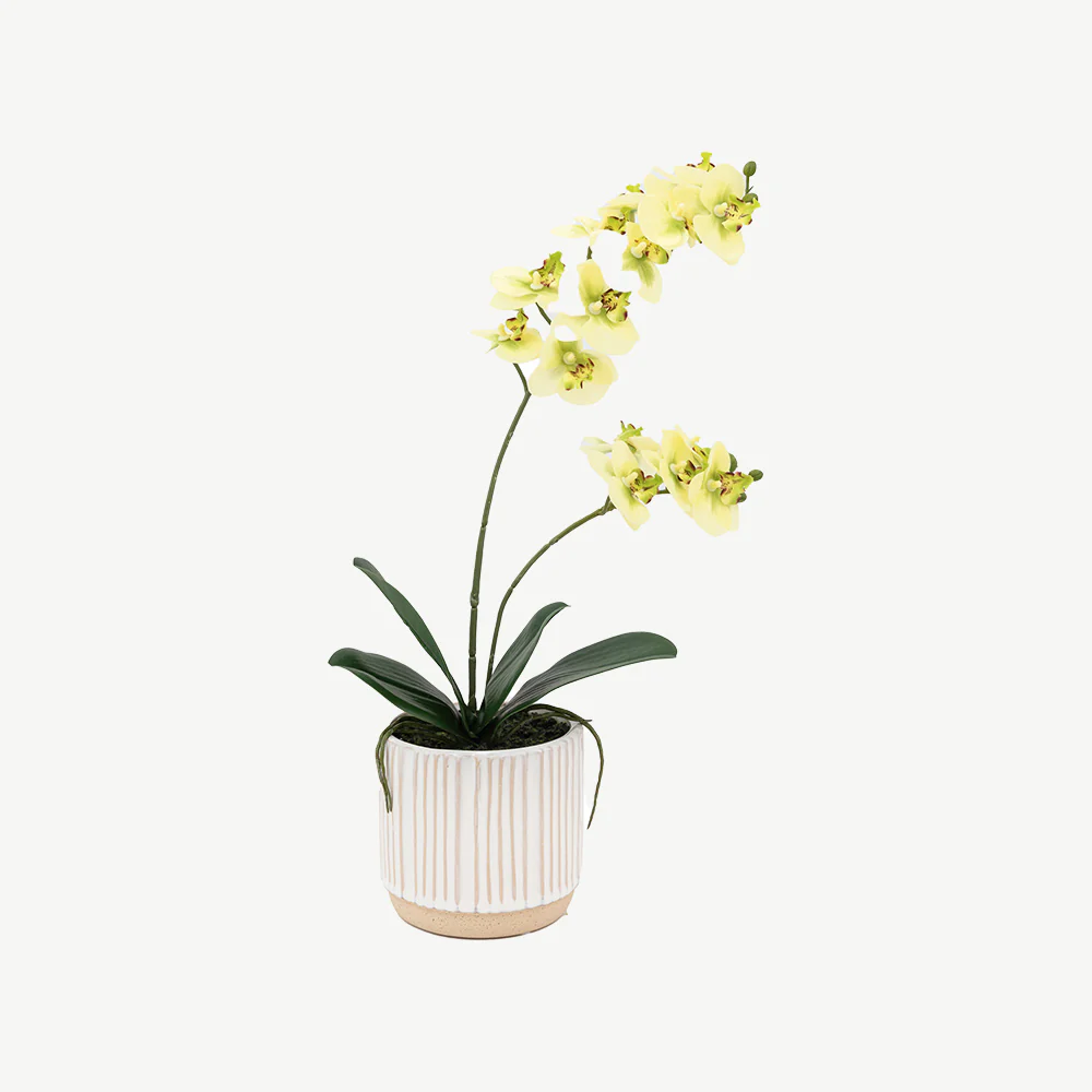 Artificial Cream Orchid in Ribbed White Ceramic Pot - Image 6