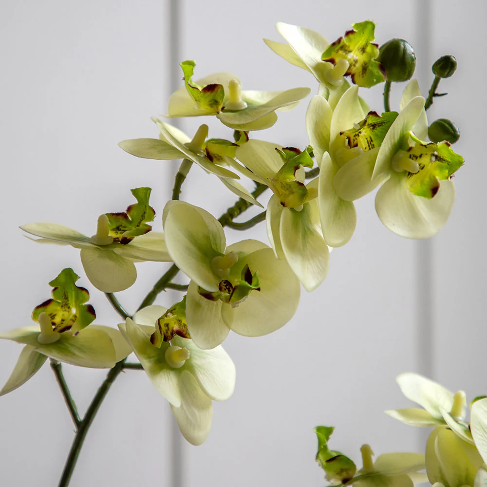 Artificial Cream Orchid in Ribbed White Ceramic Pot - Image 7
