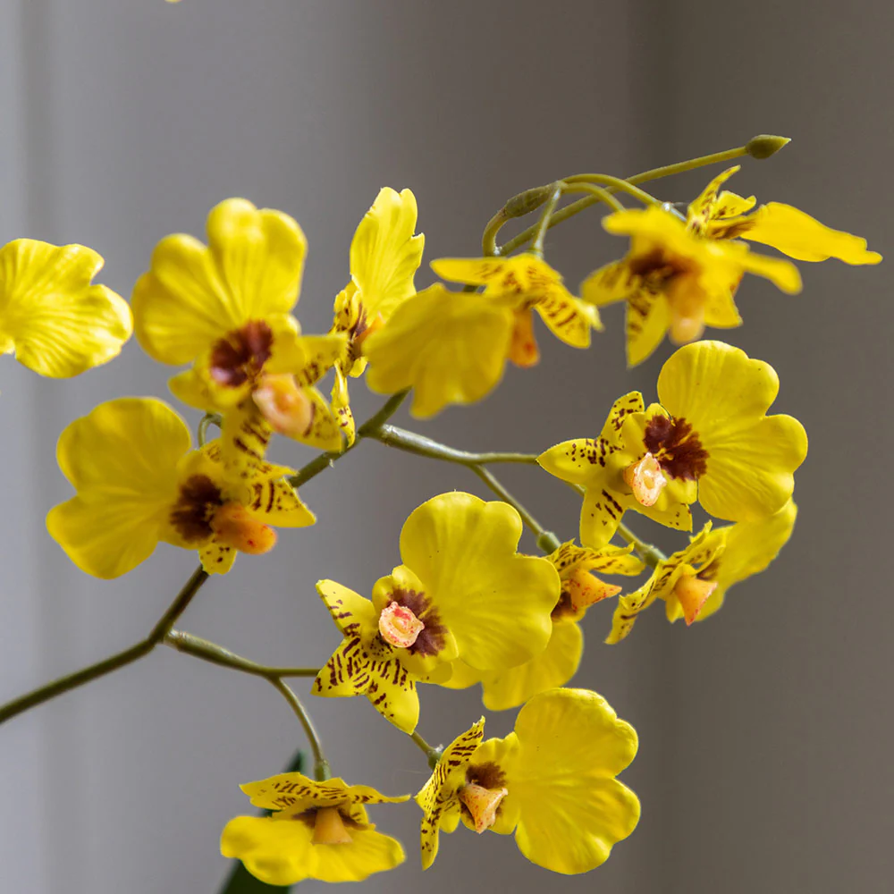 Artificial Orchid in Low Ceramic Pot - Image 4