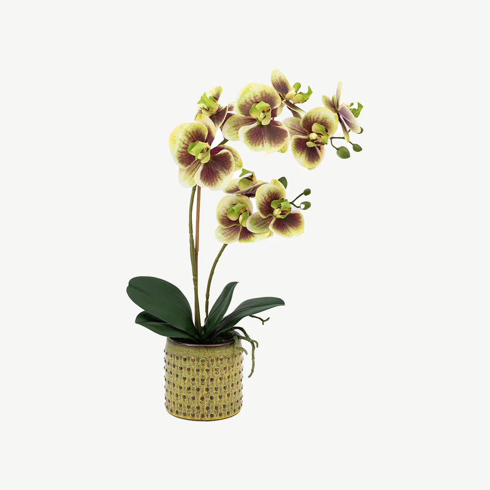 Artificial Orchid Multicolour in Moss Ceramic Dot Pot - Image 3
