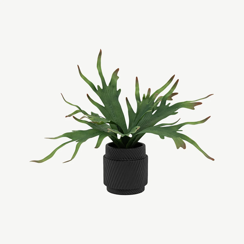 Artificial Playycerium Multi Colour in Ceramic Pot - Image 3