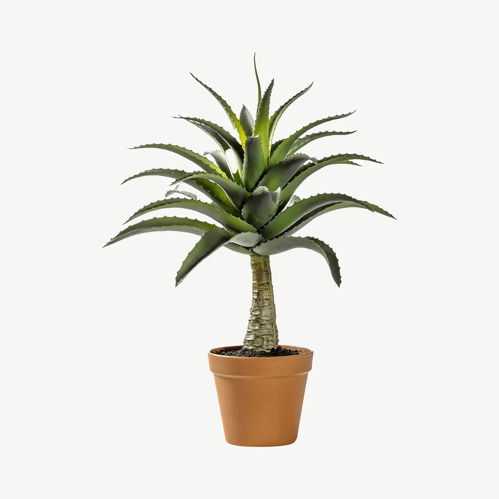 Potted Agave
