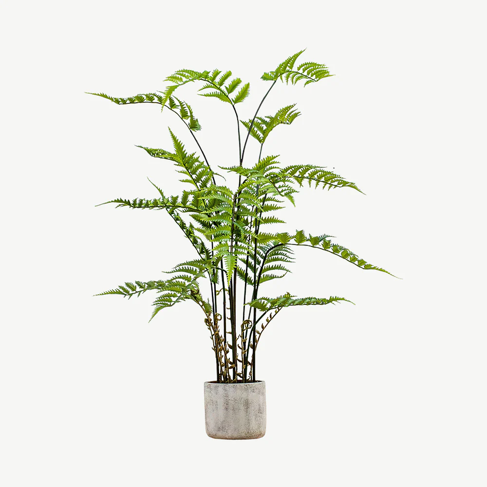 Potted Fern in Cement Pot - Image 5