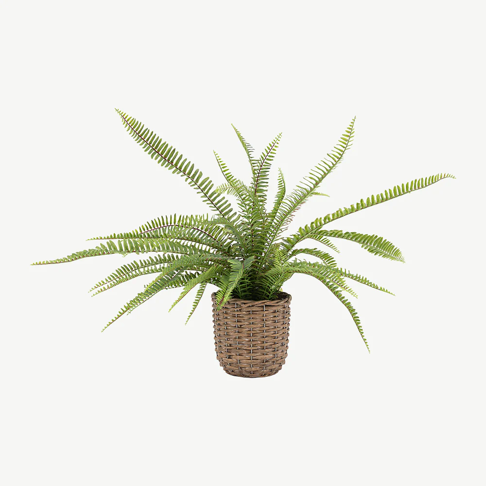 Potted Fern Plant - Image 3