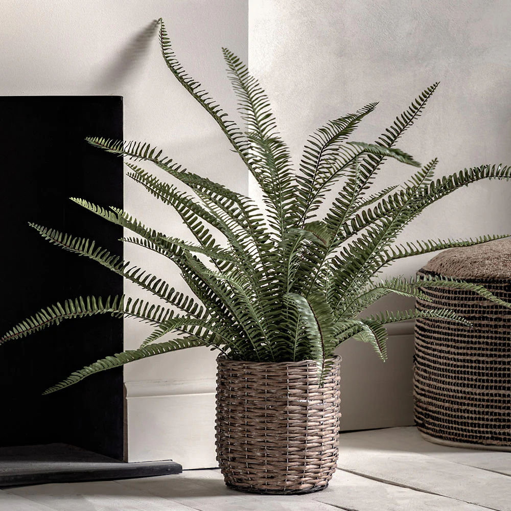Potted Fern Plant - Image 4