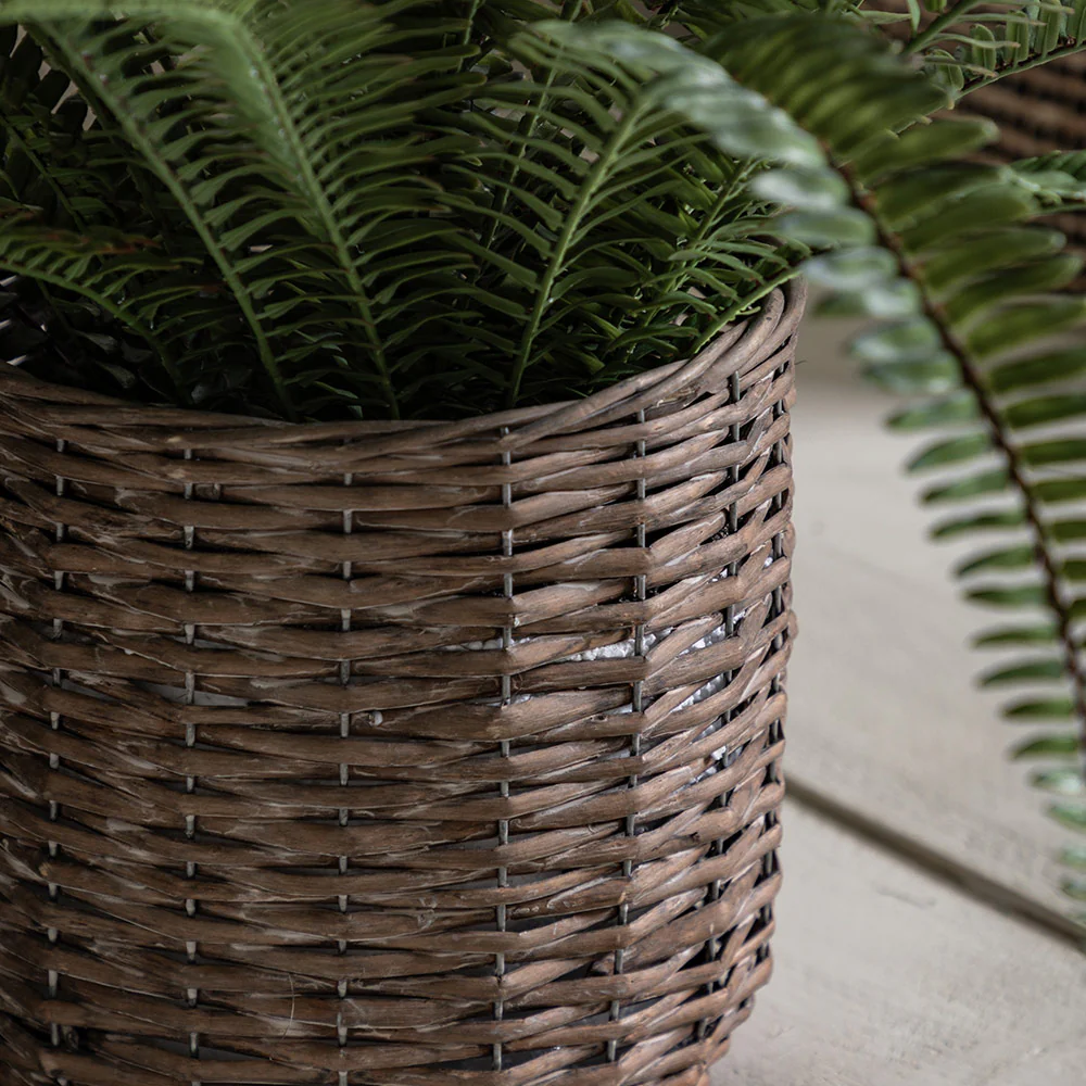 Potted Fern Plant - Image 5