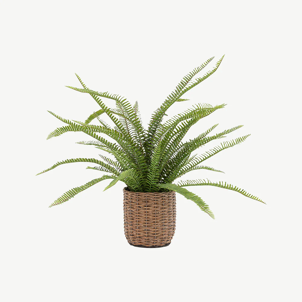Potted Fern Plant - Image 6