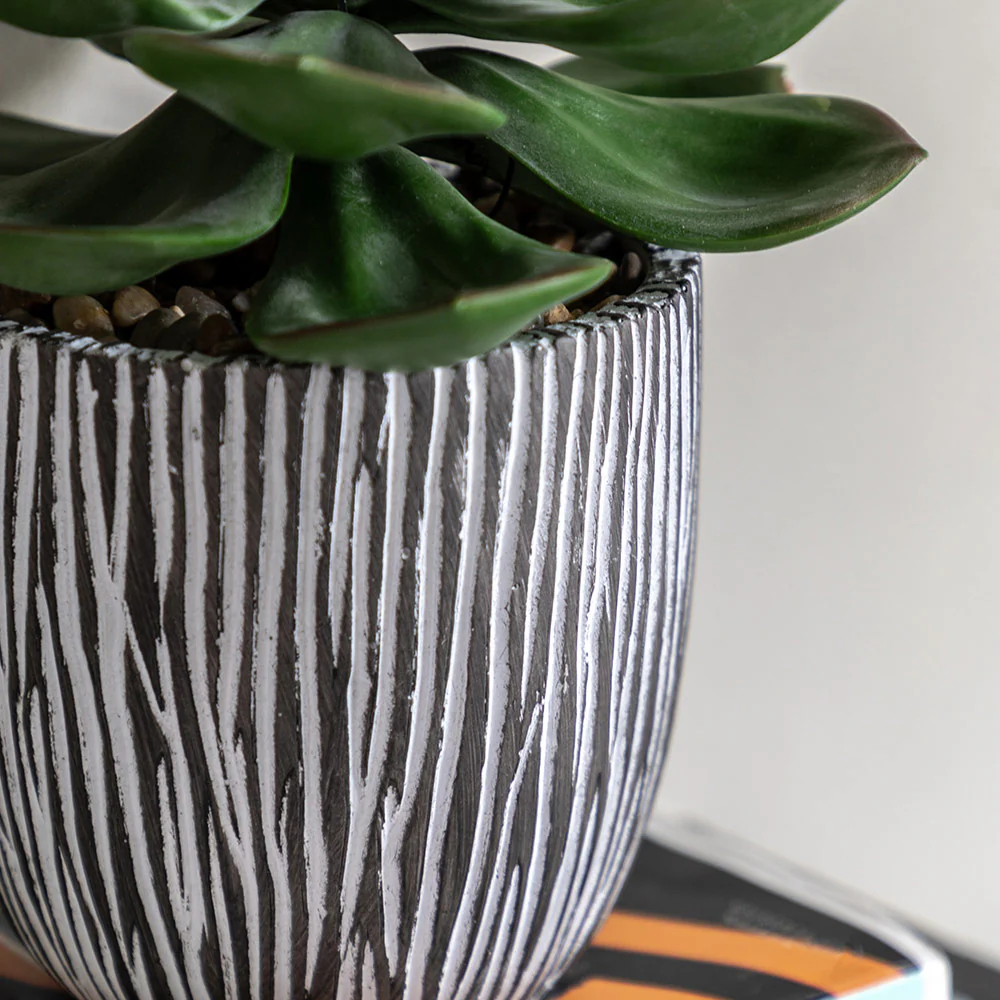 Potted Succulent in Ribbed Black Ceramic Pot - Image 2