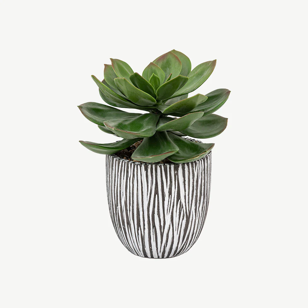 Potted Succulent in Ribbed Black Ceramic Pot - Image 3