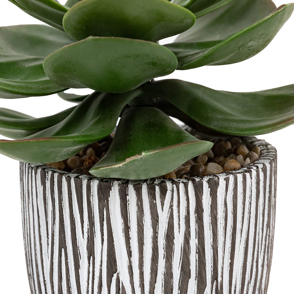 Potted Succulent in Ribbed Black Ceramic Pot - Image 4