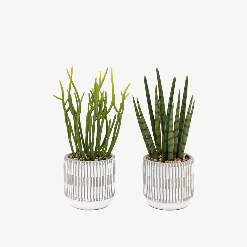Set of 2 Succulents Ceramic Pots - Image 3