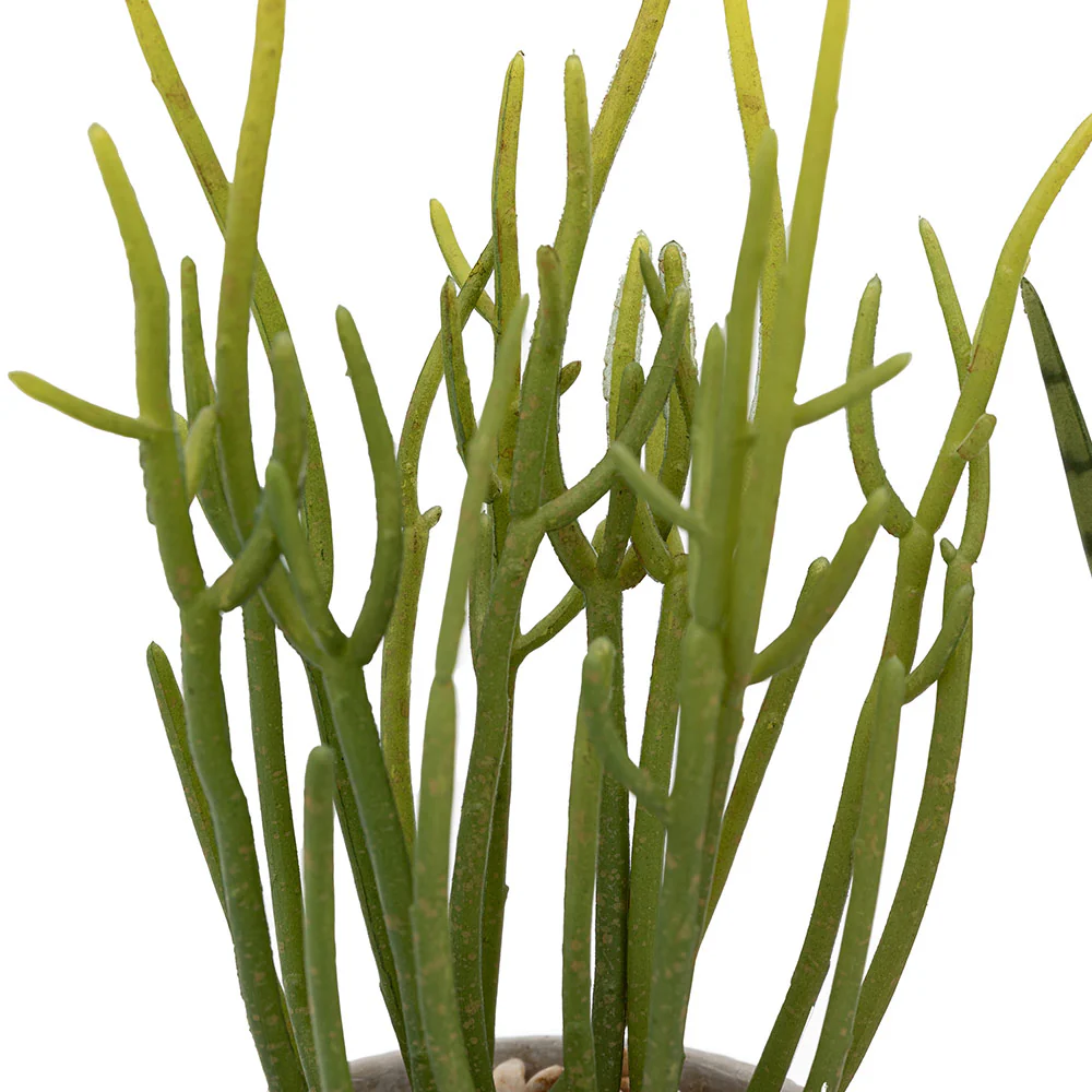 Set of 2 Succulents Ceramic Pots - Image 5